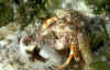 Hermit Crab.jpg (219351 bytes)