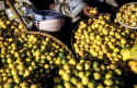 Lemon  Vendor.jpg (77141 bytes)