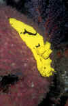 Minor's Notodoris.jpg (179048 bytes)