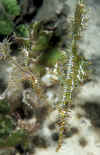 Ornate Ghost Pipefish Pair.jpg (180732 bytes)