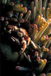 Porcelain Crab.jpg (75624 bytes)