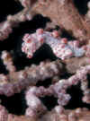 Pygmy Seahorse .jpg (189746 bytes)