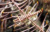 Red Commensal Shrimp.jpg (184712 bytes)