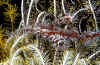 Red Ornate Ghost Pipefish, Gato Island, Malapascua.jpg (91503 bytes)