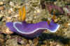 Royal  Hypselodoris.jpg (186360 bytes)