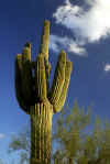 Saguaro.jpg (271646 bytes)