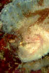 Scorpion Leafish Portrait.jpg (309082 bytes)