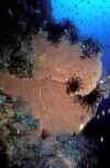Sea Fan 2 - Rico's Wall.jpg (223208 bytes)