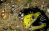 Shrimp and Moray.jpg (238827 bytes)