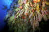 Soft Corals, Pescador Island, Moalboal.jpg (546391 bytes)