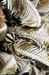 Squat Lobster, Bethlehem, Dauin.jpg (179449 bytes)