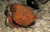 Stonefish.jpg (218650 bytes)