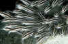 Striped Catfish.jpg (230633 bytes)