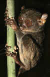 Tarsier.jpg (33417 bytes)