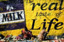 Taste of Life.jpg (243012 bytes)
