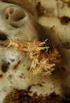 Tiger Shrimp Pair.jpg (115710 bytes)