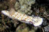 Tryon's Risbecia, Lipgo Island, Anilao.jpg (419733 bytes)
