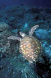 Turtle.jpg (218970 bytes)