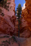 Wall Street, Bryce Canyon.jpg (310207 bytes)