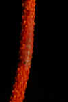 Whip Coral Goby.jpg (75968 bytes)