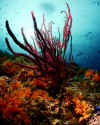 Whip Coral.jpg (313961 bytes)
