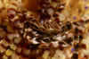 Zebra Crab.jpg (169642 bytes)